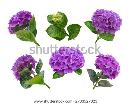 Set of six purple and violet Hydrangea macrophylla inflorescences in different blooming stages and positions, isolated on white background. Botanical floral collection.