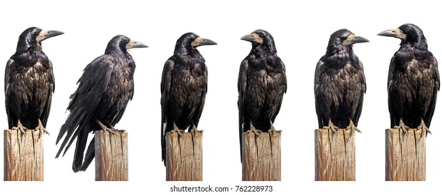 Raven Profile Images Stock Photos Vectors Shutterstock