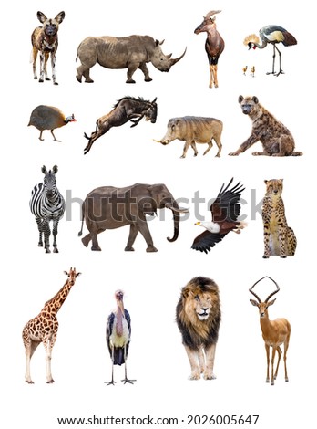 A set of sixteen separate African safari animals including mammals and birds isolated on white