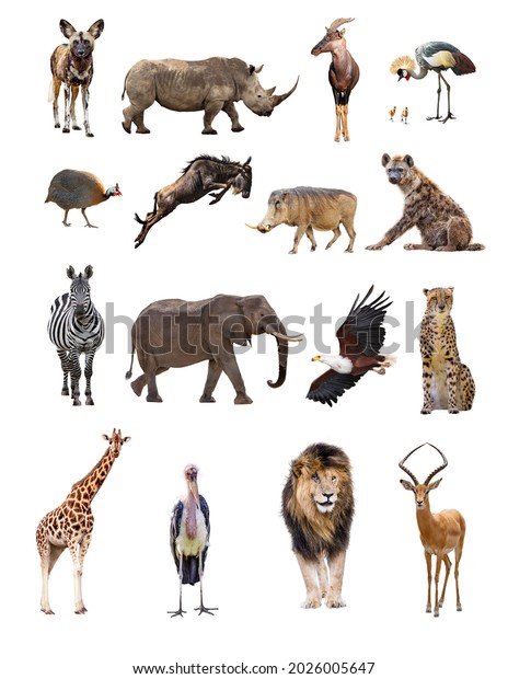 Set Sixteen Separate African Safari Animals Stock Photo 2026005647 ...