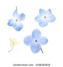 Set Of Small Blue Hydrangea Flowers Isolated On White