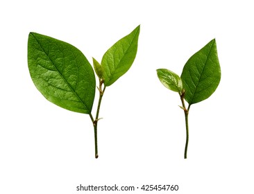 Set Of Small Green Leaves Isolated On White