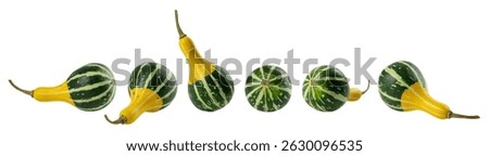 Set of small striped long neck squashes, decorative pear-shaped pumpkins. Decor for Halloween, Thanksgiving. Isolated on white background