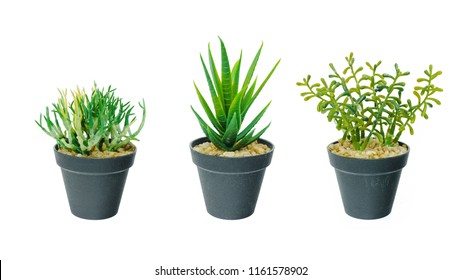 Set of small tree plant in black flower pot isolated on white background.