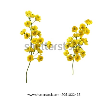 Set of small yellow flowers of berberis thunbergii isolated on white