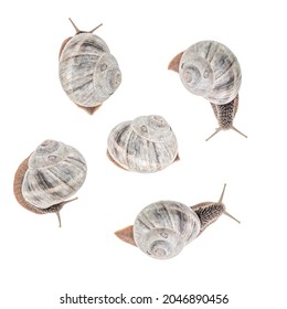 Set Of Snails Isolated On White Background