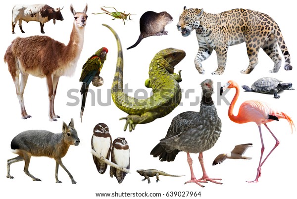 Set South American Animals Isolated Over Stock Photo 639027964