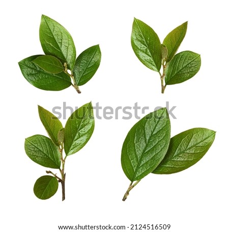 Set of spring green leaves isolated on white