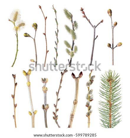 Set of spring tree branches with buds isolated on white background. Different tree branches
