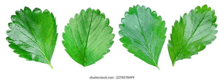 Set of strawberry leaf isolated on white background with clipping path