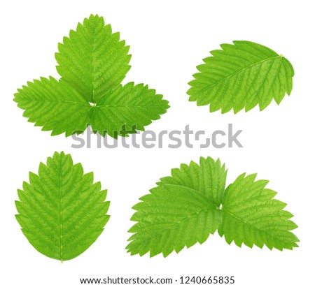 Set of strawberry leaves isolated on a white.