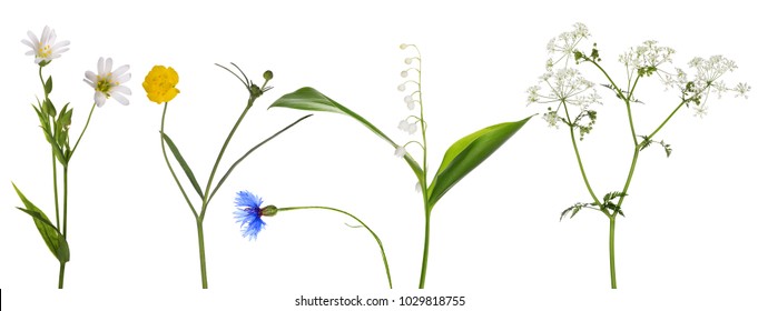 set of studio isolated small wild flowers - Shutterstock ID 1029818755