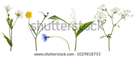 set of studio isolated small wild flowers