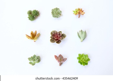 Set Succulent Plant