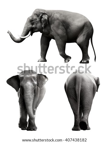 Set of sumatran elephant image isolated over white background