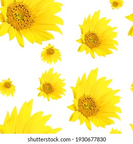 set of sunflowers isolated pattern