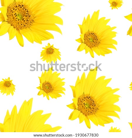 set of sunflowers isolated pattern