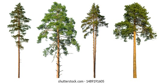 Set of tall pine trees isolated on a white background.