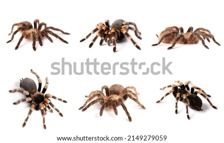 Set of tarantula spiders isolated on white 