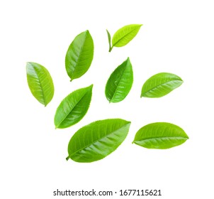 set of tea leaf isolated on white background