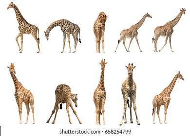 Set of ten giraffe portraits, isolated on white background