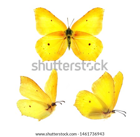 Set - three beautiful yellow butterflies Gonepteryx isolated on white background. Butterfly with spread wings and in flight.