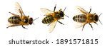 Set of three bees or honeybees in Latin Apis Mellifera, european or western honey bee isolated on the white background