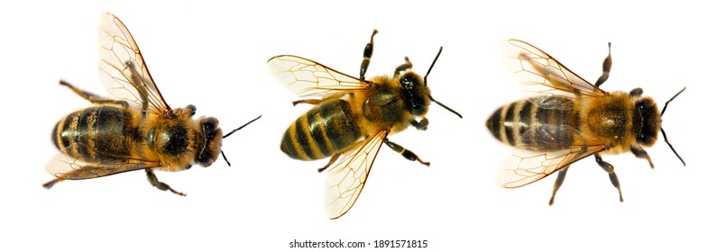 Set of three bees or honeybees in Latin Apis Mellifera, european or western honey bee isolated on the white background - Shutterstock ID 1891571815