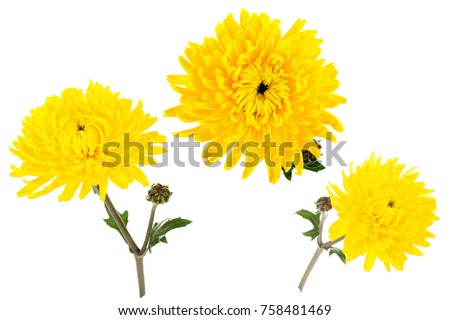 Set of three bright yellow chrysanthemums isolated on white bachground. One flower with bud shot at different angles, includung top view. 