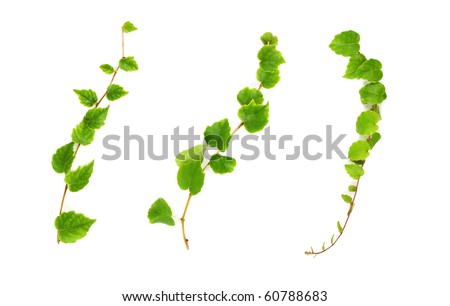 Similar – Image, Stock Photo Ivy branches, green and withered together