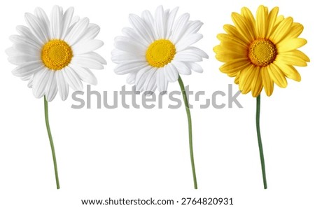 Set of three daisies with long stems: two white and one yellow. Perfect for floral designs and nature-themed projects.