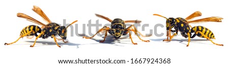 Set of  three European wasp German wasp or German yellow jacket isolated on white background in latin Vespula germanica