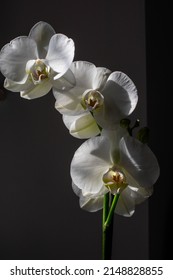 Set Of Three Orchids In Shadow