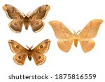 Set of three peacock moth on white