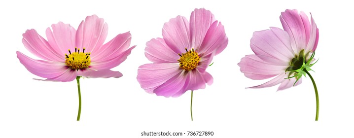 Set of three pink Cosmos bipinnatus flowers with different perspective isolated on white background. Ornamental garden plant Cosmos bipinnatus close-up macro. - Powered by Shutterstock