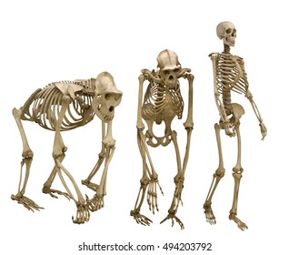 796 Chimpanzee body Images, Stock Photos & Vectors | Shutterstock