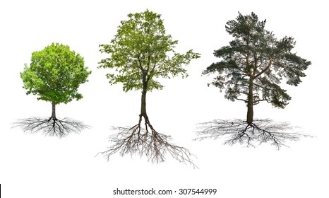 set of three trees with roots isolated on white background