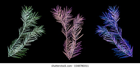 Set Three White, Pink, Purple, Snowy Fir Branch Isolated On Black Background Close-up