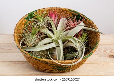 Set Of Tilandsia Ionantha And Xerographica Airplants In Wicker Basket On Wooden Table