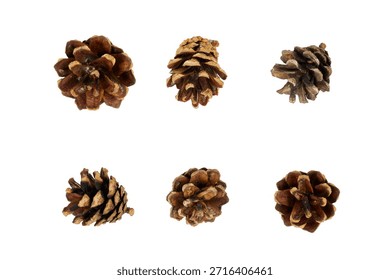set of tiny pine cones isolated on white