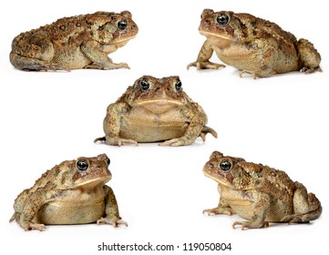set of toads Isolated on white background