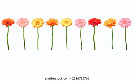 Set of transvaal daisies (Gerberas) isolated over white background. Colorful Gerberas