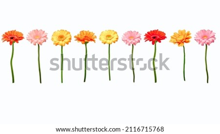 Set of transvaal daisies (Gerberas) isolated over white background. Colorful Gerberas