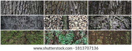Set of tree bark textures. Trunks of old trees covered with lichen and moss. Collection of panoramic wood backgrounds with natural bark patterns.