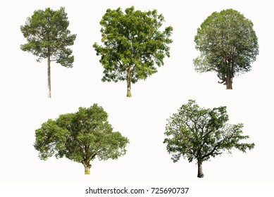 Set of tree isolated on white background.