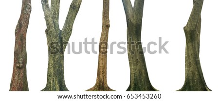 Set of tree trunk isolated on white background