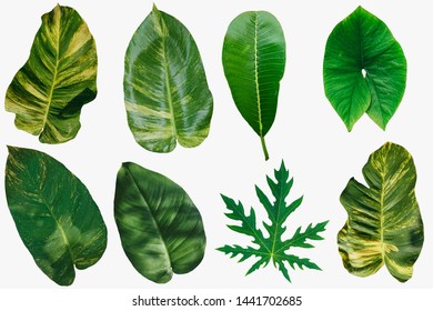 Set Tropical Green Leaves Isolated On Stock Photo 1441702685 | Shutterstock