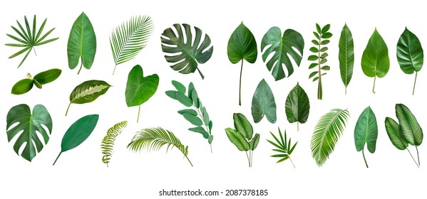 Set of Tropical green leaves isolated on white background.  - Shutterstock ID 2087378185
