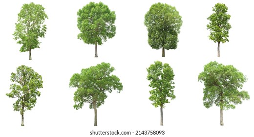 Set Tropical Green Tree Side View Stock Photo 2143758093 | Shutterstock