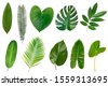 evergreen leaf